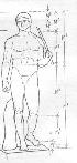 пропорциональности человеческого тела в статуе Дорифора