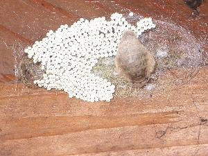 Бескрылая самка пяденицы, откладывающая кладку яиц