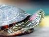 Красноухая черепаха Тортила