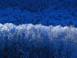 зима в лесу