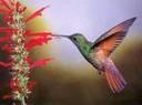 Большинство людей, конечно же, знают колибри, знают, что это самая маленькая птица на земле и... пожалуй, на этом у многих познания про это удивительное создание кончаются. А ведь, несмотря на то, что она такая маленькая — знать о ней надо побольше.