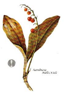 Ядовитое растение — ландыш майский