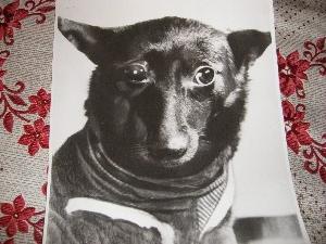 Собака Чернушка, находившаяся с другими биологическими объектами на четвертом корабле — спутнике, выведенном в Советском Союзе 9 марта 1961 года на орбиту вокруг Земли и совершившем посадку в тот же день на Заинской земле.