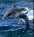 Дельфины излучают и воспринимают ультразвук до частот 170 КГц