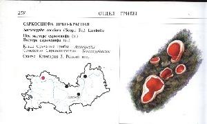 Редкий гриб (сракосцифа ярко-красная) Красной Книги Республики Мордовия, обнаруженный в Чамзинском районе