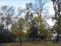 Деревья, произрастающие на территории поймы реки Ивановка