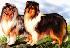 Колли — очень красивые и грациозные собаки. Они выглядят достаточно солидно. Отличительная особенность колли — их природная доброта.