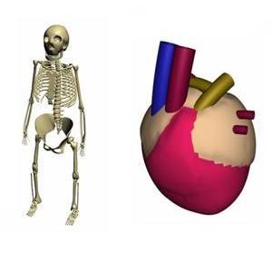 модель скелета и сердца в проекции перспектива