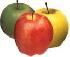 Наливные яблочки — залог здоровья