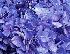 Соцветия гортензии под влиянием ионов железа приобрели голубую окраску.