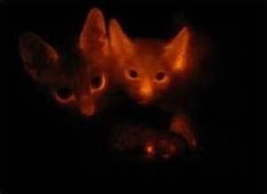 Светящиеся клонированные котята