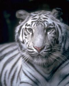 Белый тигр как разновидность бенгальского тигра, подверженного исчезновению