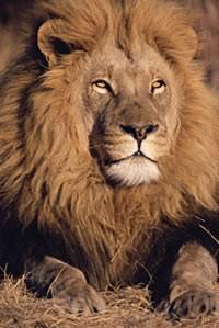 Лев — царь зверей