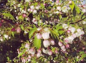 Цветущая яблоня сибирская (яблоня Палласа)