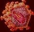 Вирус синдрома приобретенного иммунодефицита (СПИД)