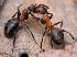 исследуемые муравьи вида формика руфа