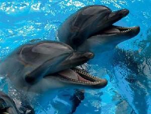 Дельфины — верные друзья