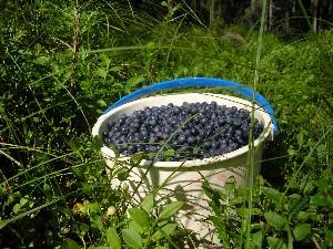 Леса в окрестностях Нившеры, как и в целом по Республике Коми, богаты ягодами.