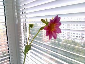 Первый цветок георгина на нашем балконе