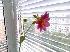 Первый цветок георгина на нашем балконе