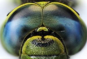 Удивительный мир насекомых