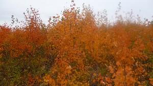 Сибирская золотая осень