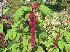 Amaranthus caudatus — амарант хвостатый сорт ("Танец огня")