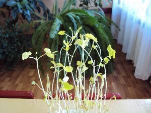 Растения фасоли, выращенные без света