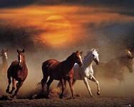 История лошади неразрывно связана с историей человечества. 