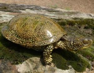 Черепаха болотная
