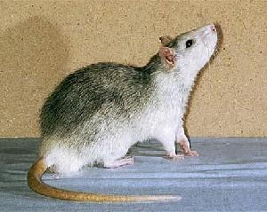 Объект исследования - крыса лабораторная 