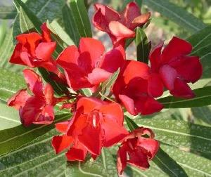 Растения красных оттенков дарят хорошее настроение, прилив энергии, активное отношение к жизни. 