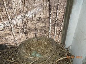 Гнездо с кладкой яиц на окне школы.